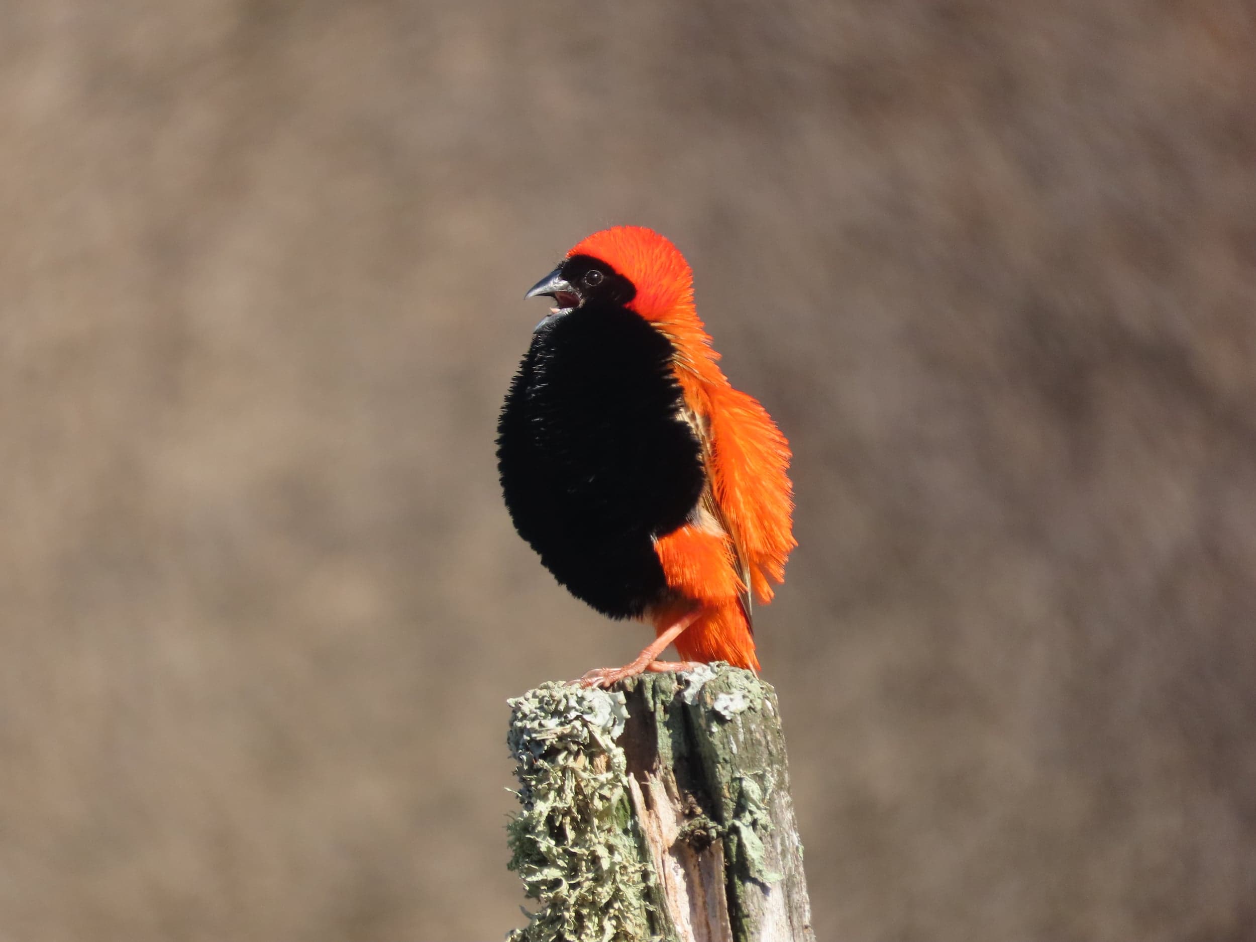 Bird Hide & Bird Watching 8