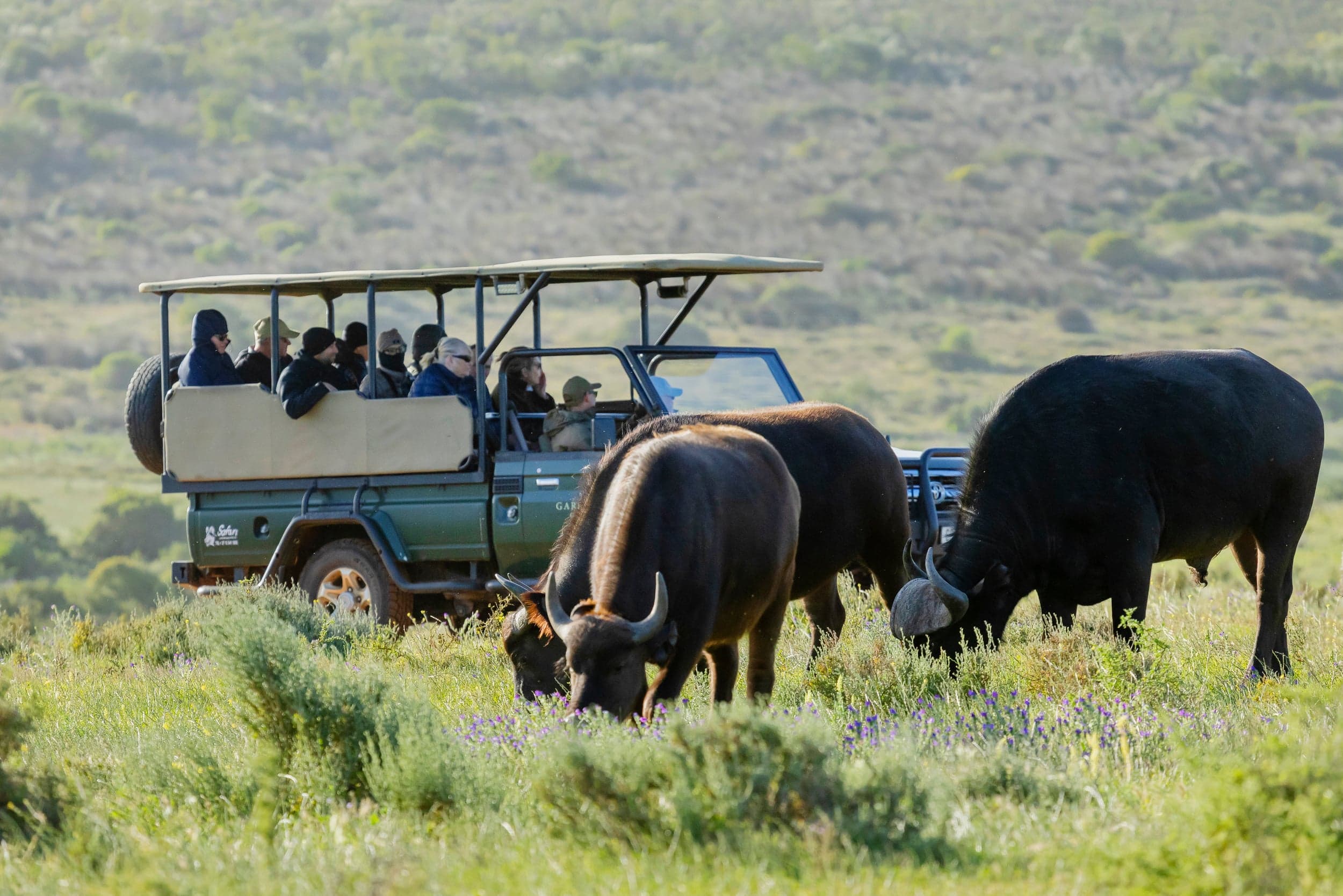 Guided Game Drives 1