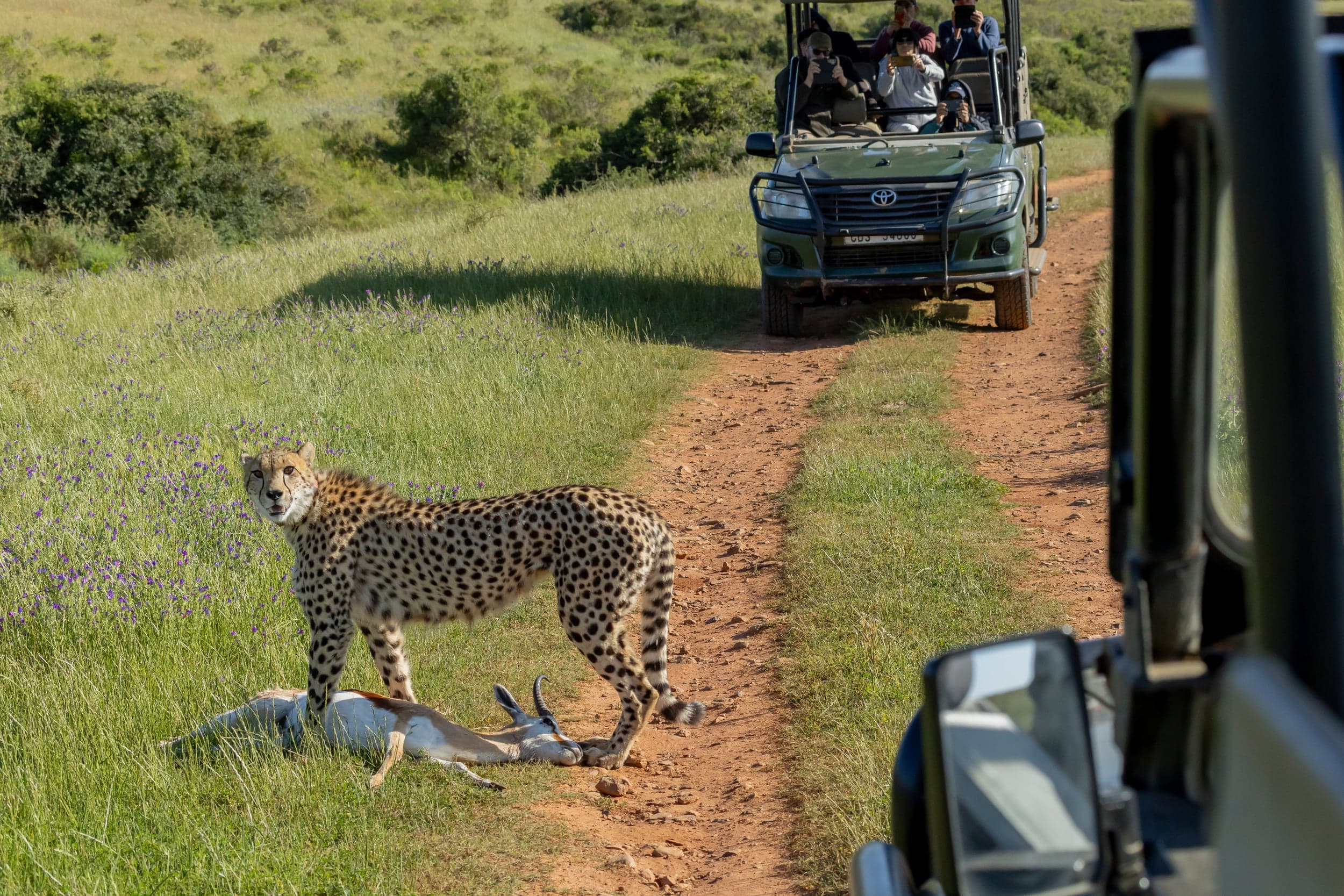 Guided Game Drives 2