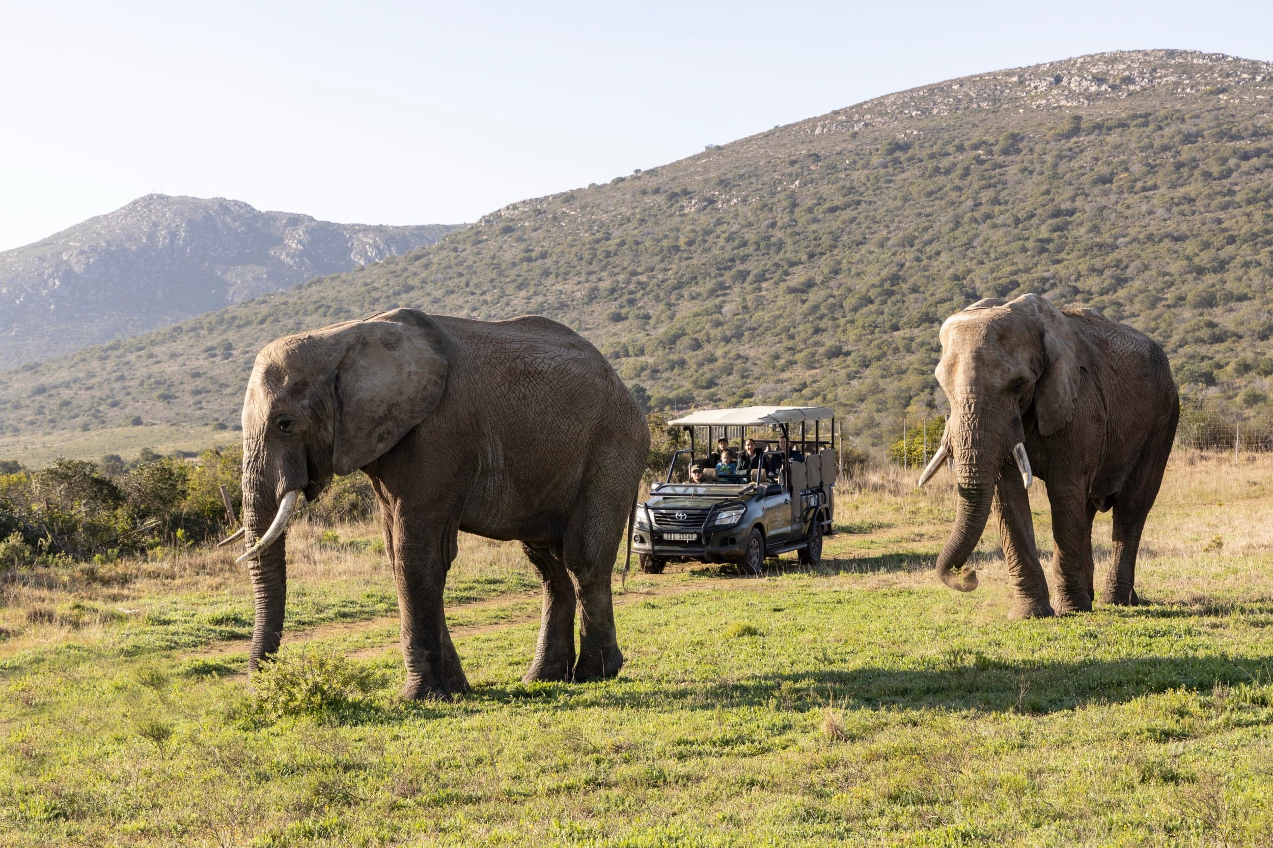Guided Game Drives 8