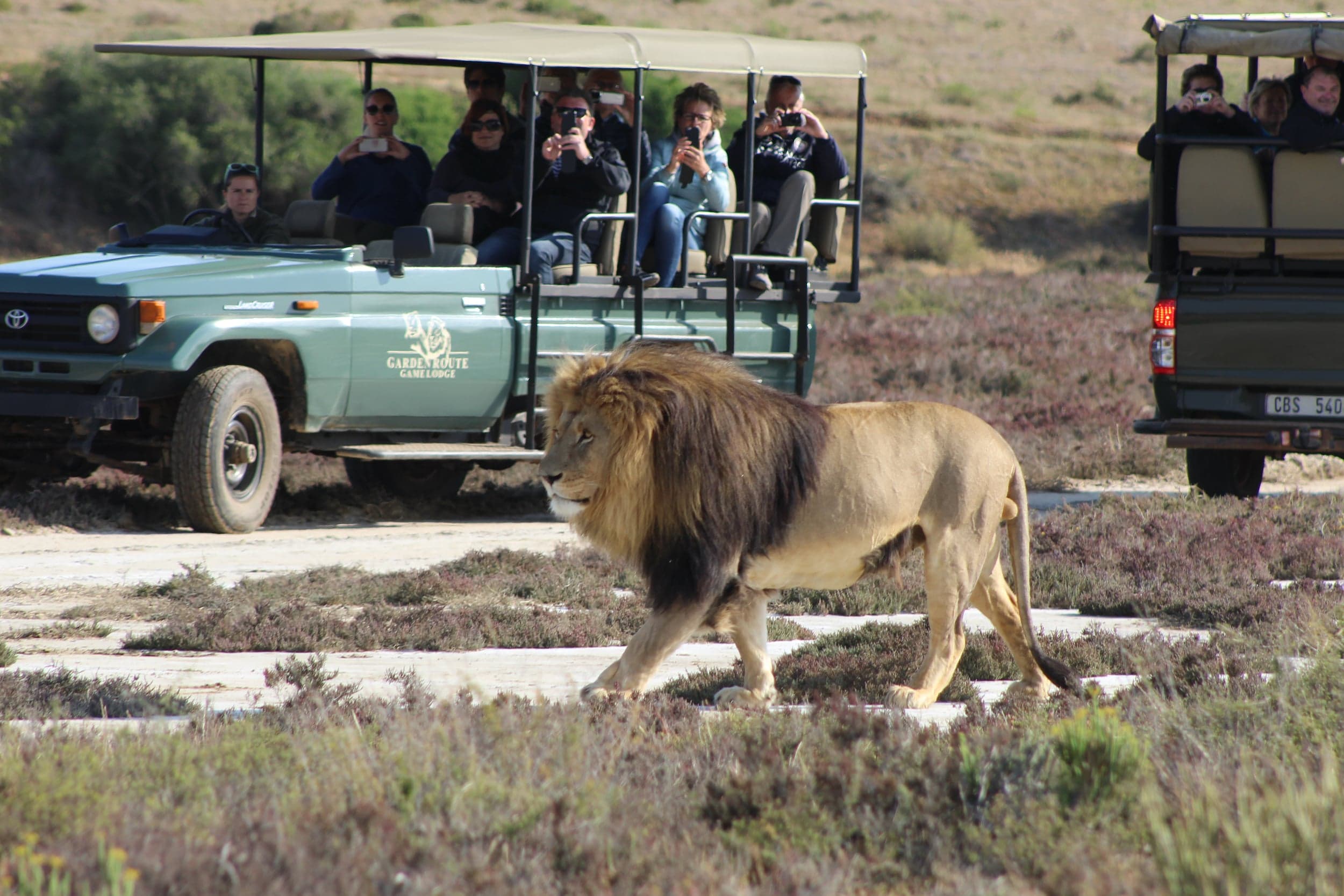 Guided Game Drives 4