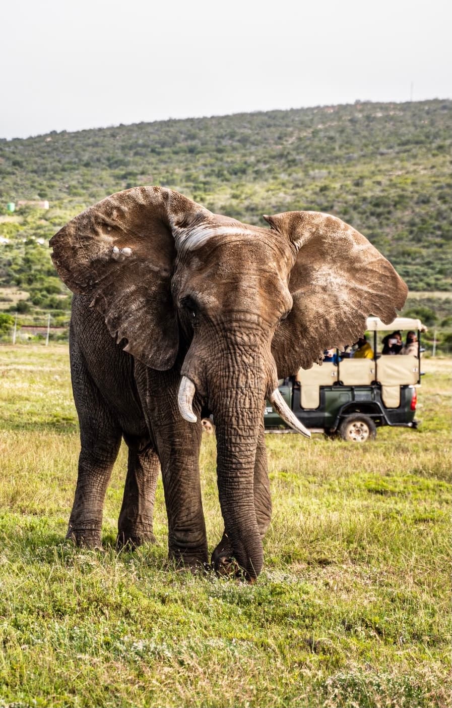 Guided Game Drives 3