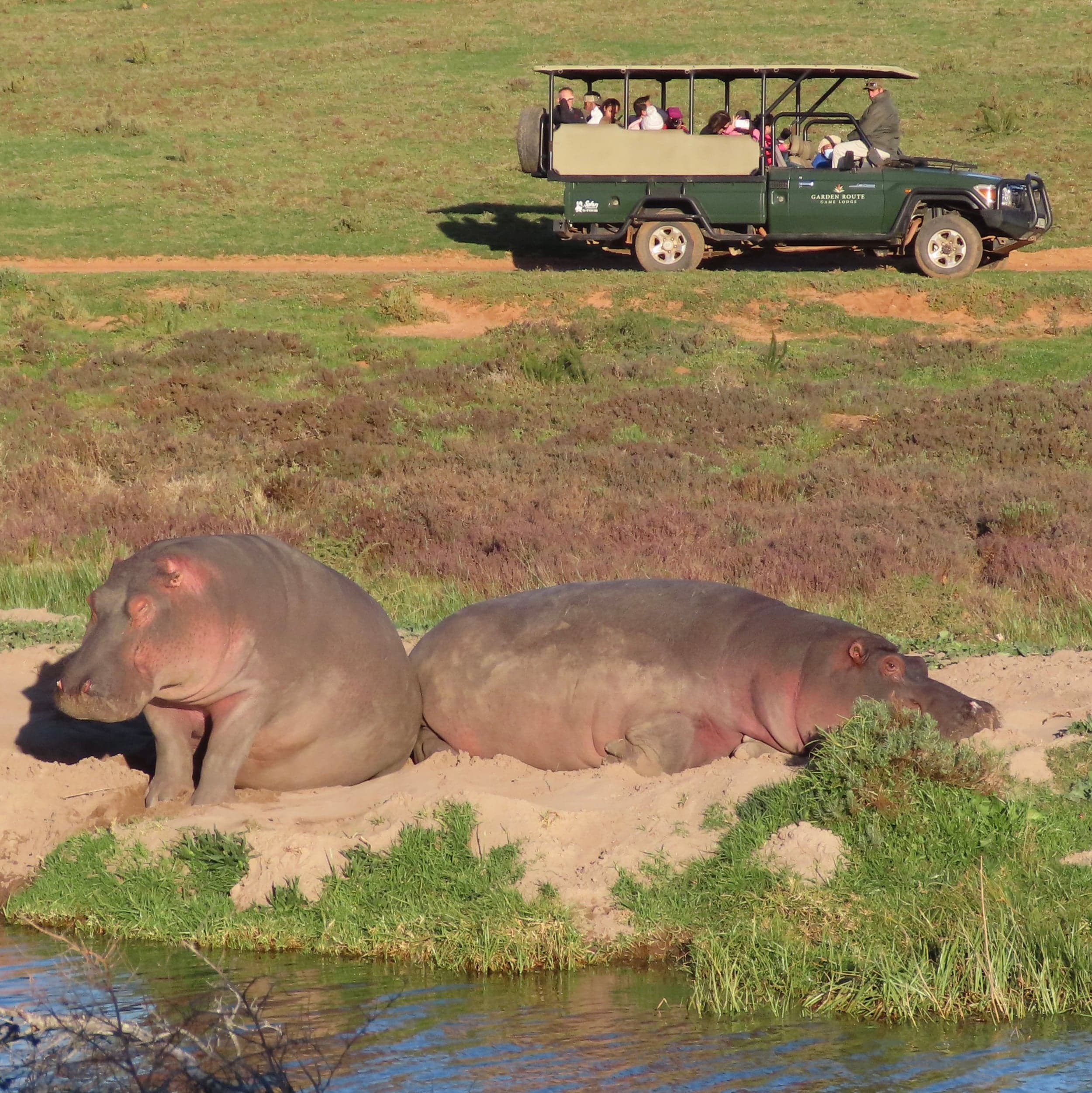 Guided Game Drives 5