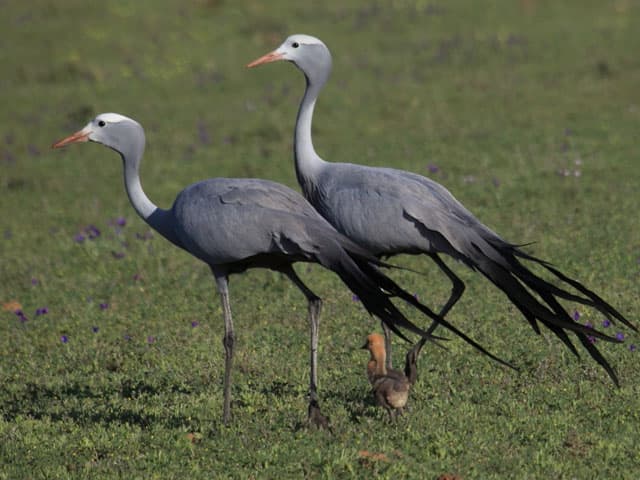 Bird Hide & Bird Watching 4