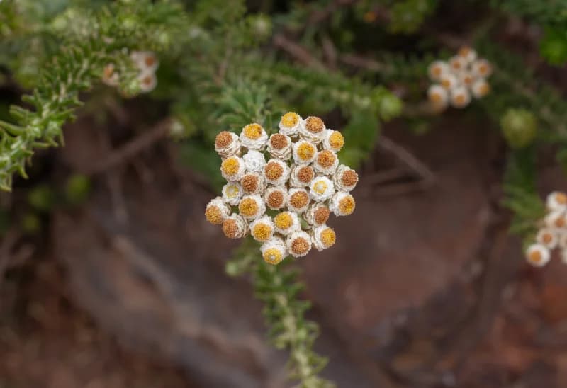 Fauna & Flora 2