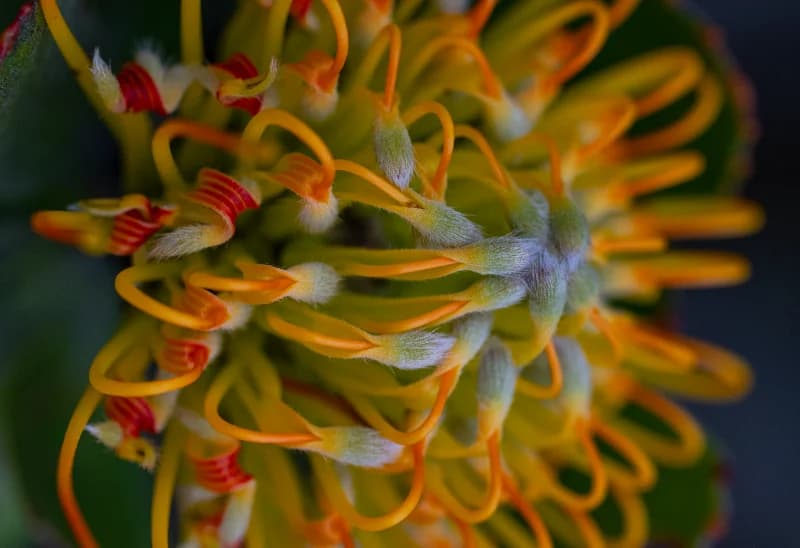 Fauna & Flora 4