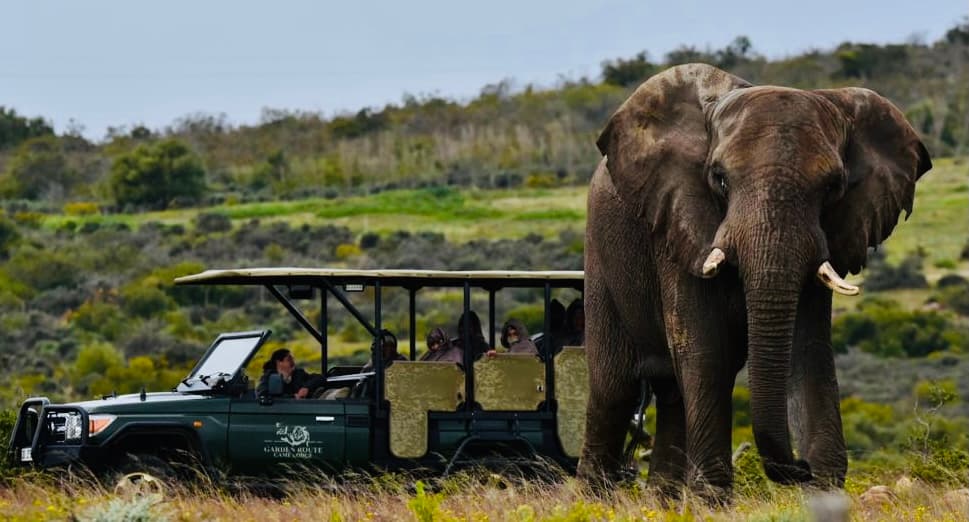Day visitor game drive at Garden Route Game Lodge