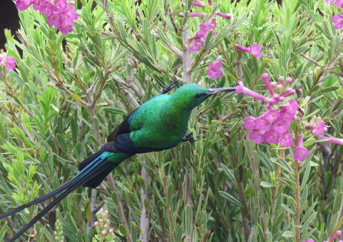 Bird Watching