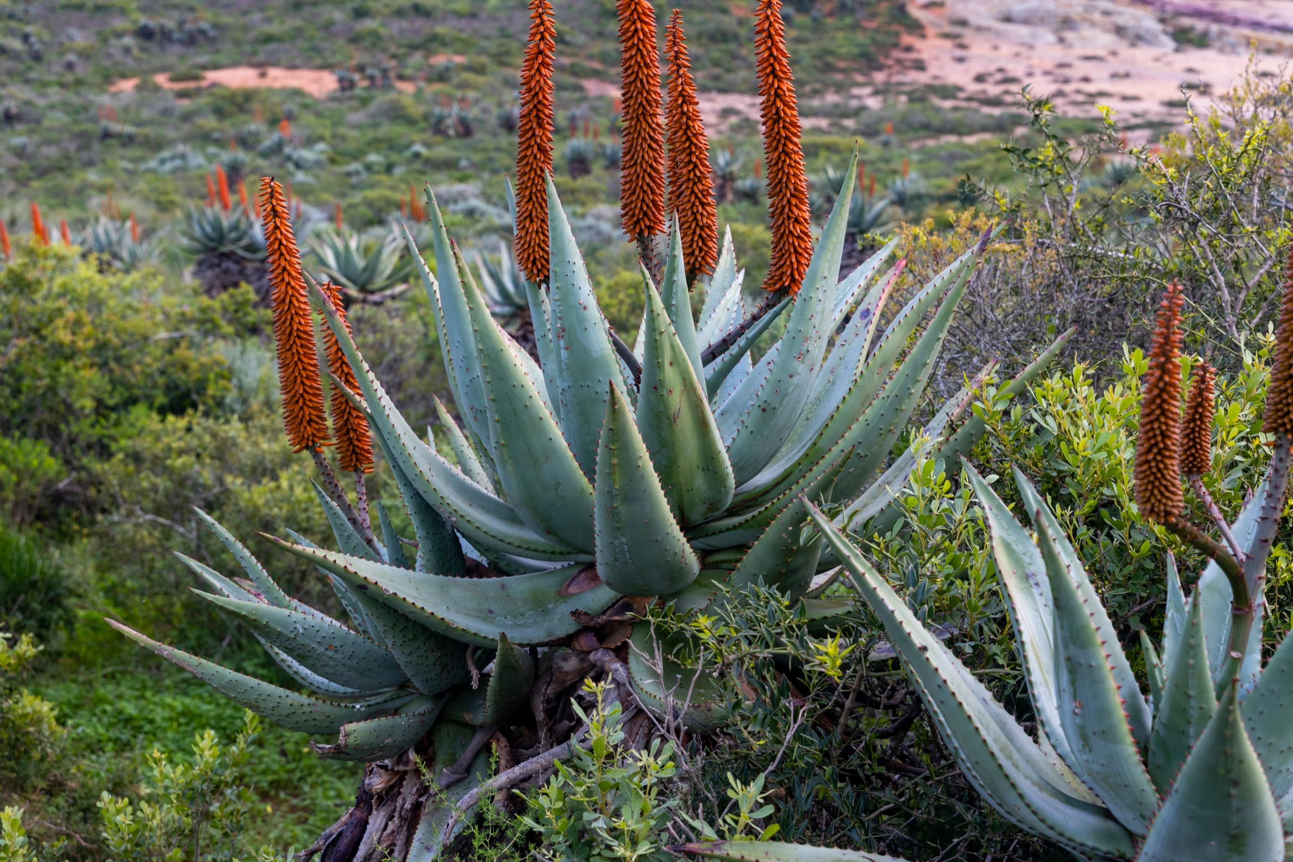 Indigenous fynbos and wildlife in the reserve