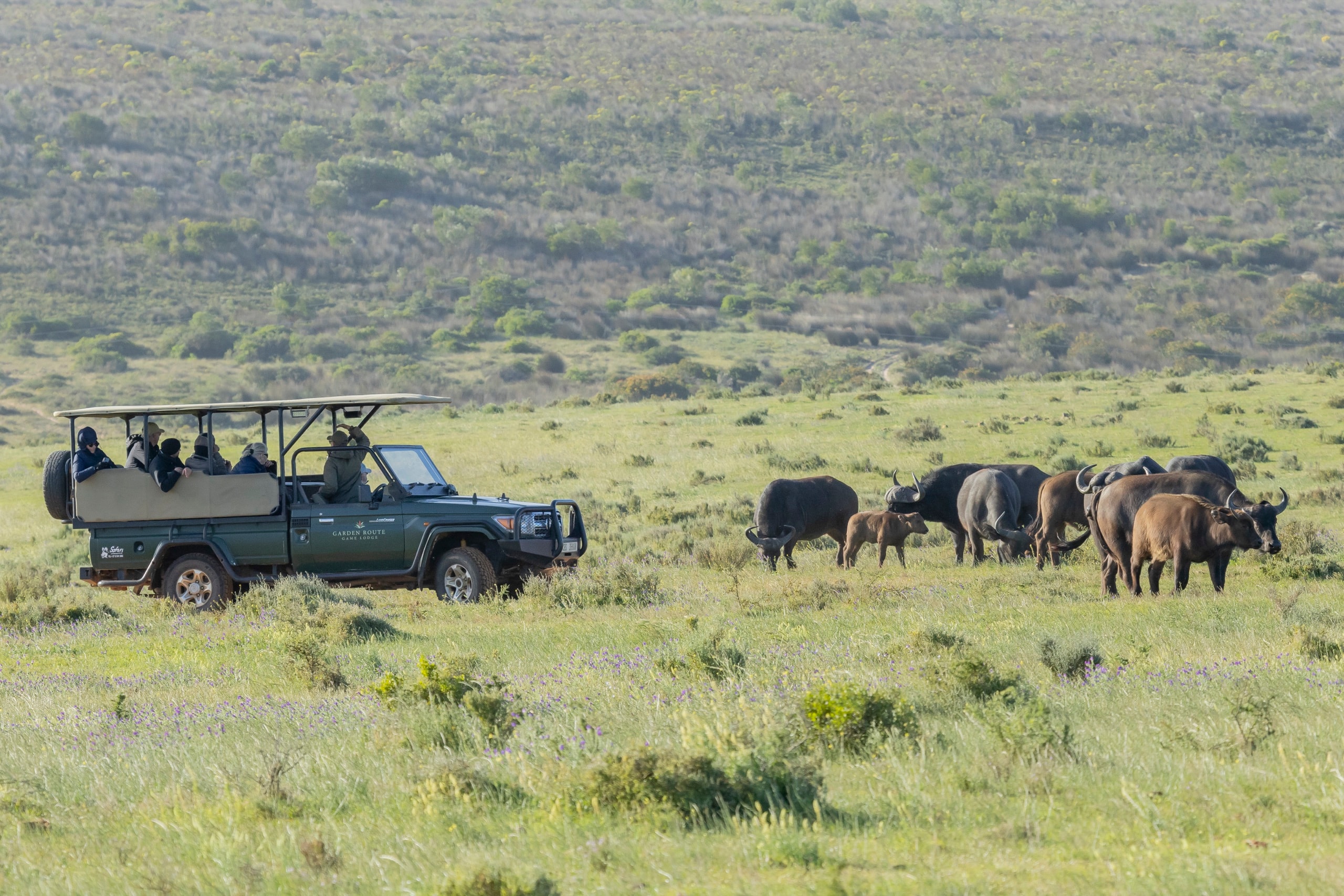Safari game drive viewing buffalo
