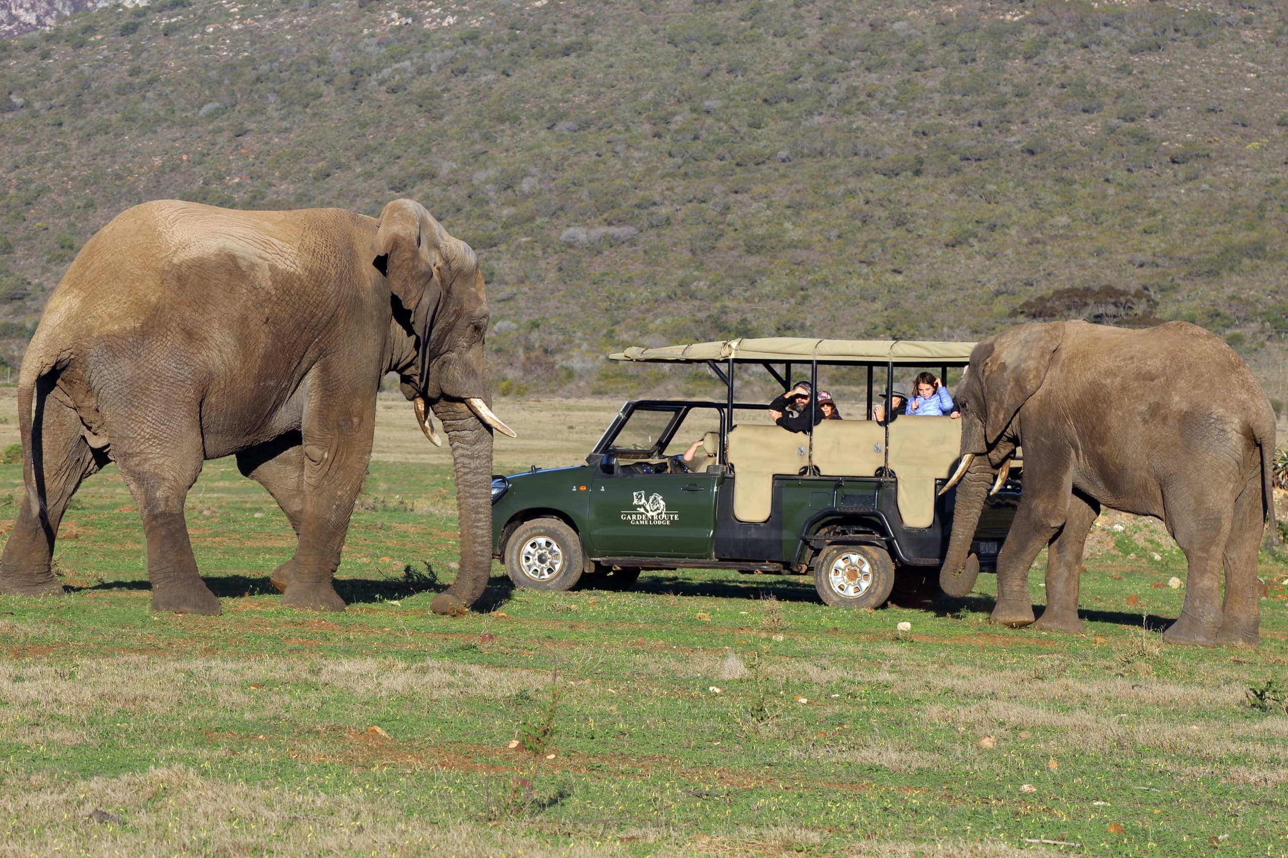 Majestic elephant at sunset in Garden Route Game Lodge